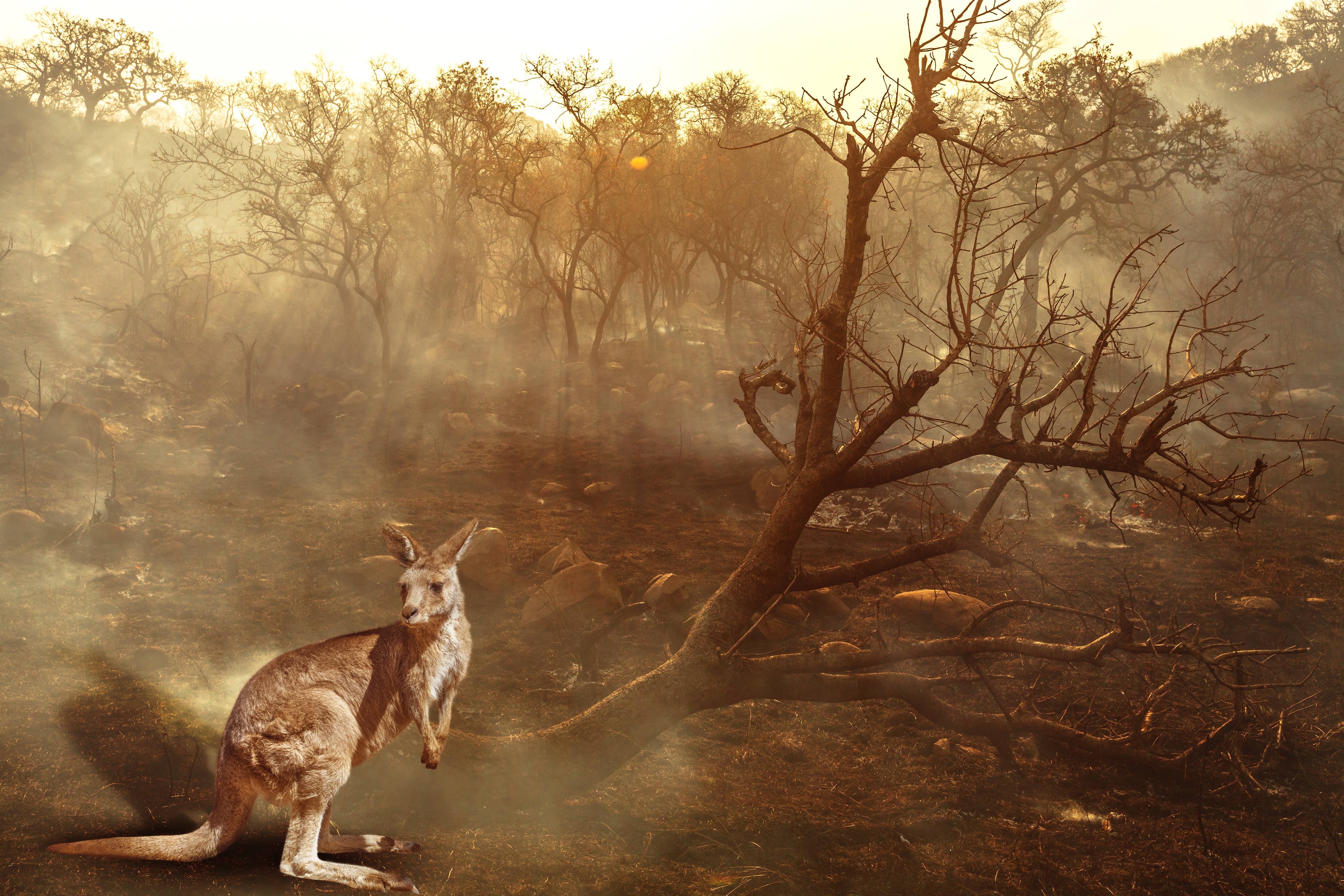 Severe bushfires in Australia have devastated lives, homes, farms, businesses and wildlife.